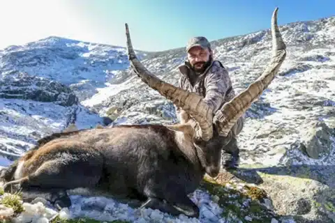 Spanish Ibex Hunts in Spain The Complete Guide for 2025 - Voxa Times