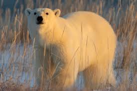 Polar Bear Hunting in the Arctic Circle: The Ultimate 2025 Guide 4 Where Can You Legally Hunt Polar Bears in 2025 Voxa Times