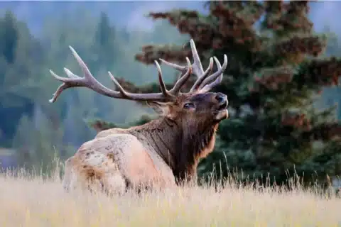Guided Elk Hunts_ Your Ultimate Adventure in the Wild - Voxa Times