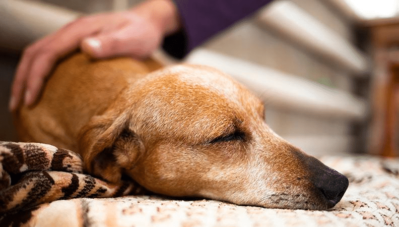 do dogs understand death