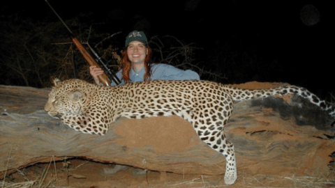 Leopard Hunts